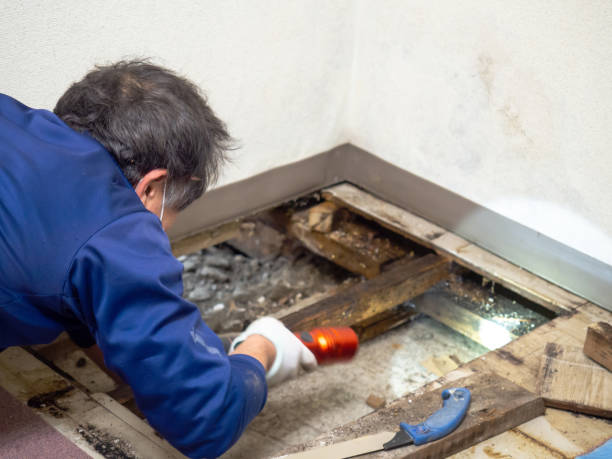 Best Local Mold Removal Service  in Brook Highland, AL