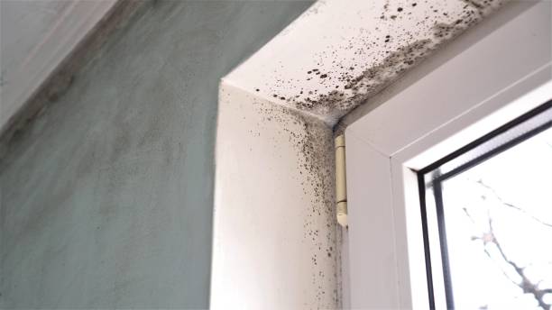 Best Crawl Space Mold Removal  in Brook Highland, AL