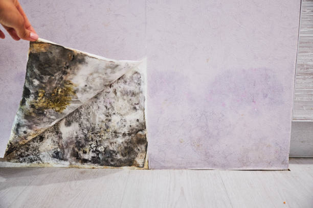 Best Residential Mold Removal  in Brook Highland, AL